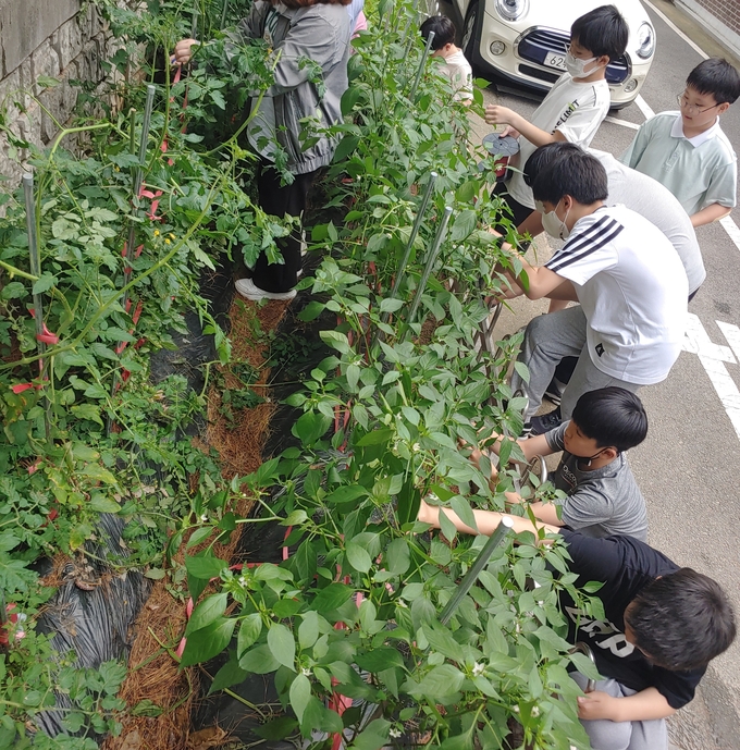  영통초등학교 학생들이 ‘生生한 학교 만들기 프로젝트로 만든 텃밭에서 농작물을 수확하는 모습. (사진=영통초등학교 제공)