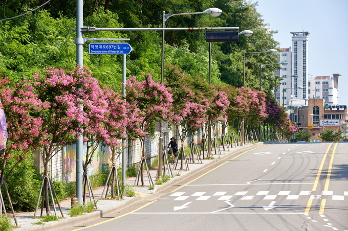 수원시 팔달구 동말로에 조성된 화양로 배롱나무. (사진=수원시 제공) 