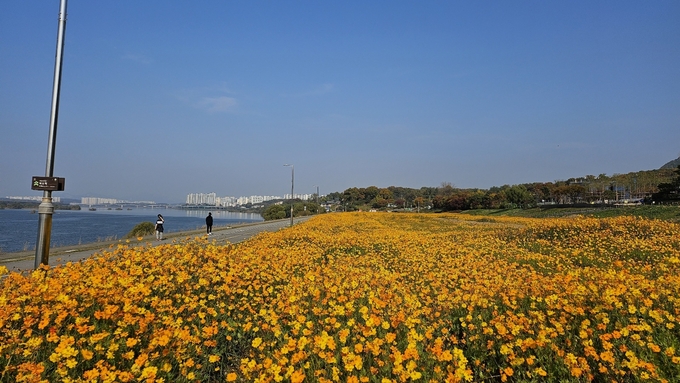남양주시 와부읍 팔당리 일원의 한강 둔치 1.1km 구간 3만㎡가 황금빛으로 물들었다. (사진=남양주시 제공)