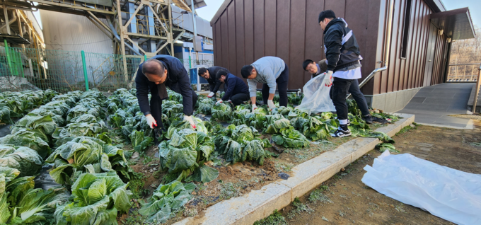 양평공사 관계자들이 김장용 배추 200포기를 수확하고 있다. (사진=양평공사 제공)