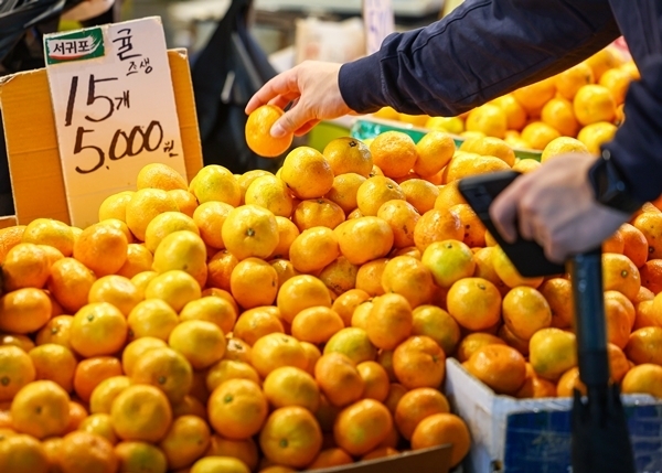 겨울철 대표 과일인 감귤 가격이 1년 전보다 13.5% 비싸진 것으로 나타났다. (사진=연합뉴스 제공)