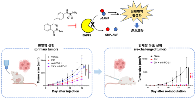 ENPP1 저해제 화학적 구조 및 작용기전(위)과 동물모델에서 항암 효능 결과. (사진=아주대 제공)