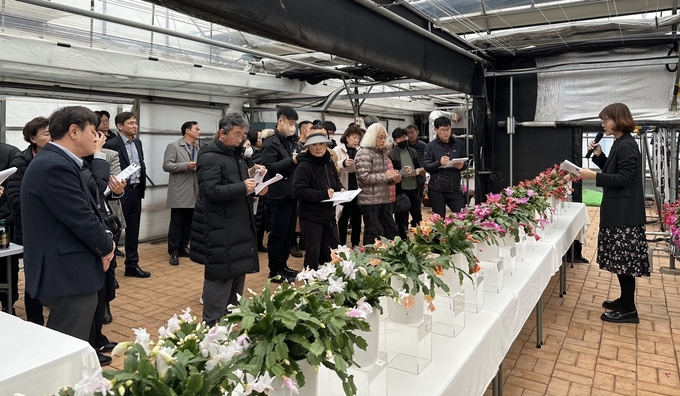 게발선인장 평가회. (사진=경기도농업기술원 제공)