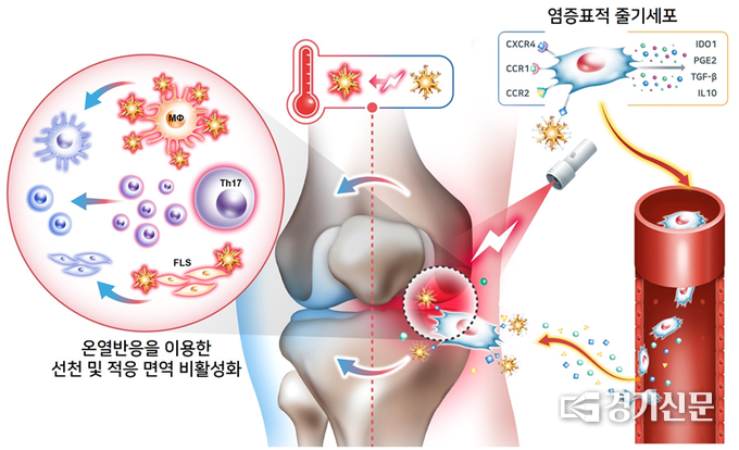 관절염증 세포에 표적 후 온열치료가 가능한 세포 기반 기능성 관절염 치료제의 모식도. (그림=가천대학교 제공)