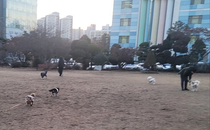 인천시교육청 앞 잔디밭에서 반려견들이 반려인과 함께 산책을 하고 있다. (사진 = 이연수 기자)