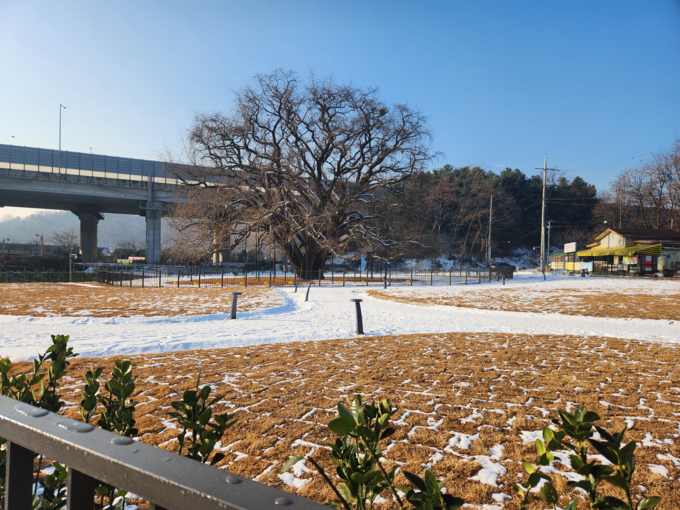 인천 남동구 장수동 은행나무 경관광장 모습. ( 사진 = 남동구 제공 )