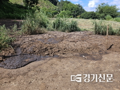 가축분뇨 불법적치 현장. (사진=안성시 제공)