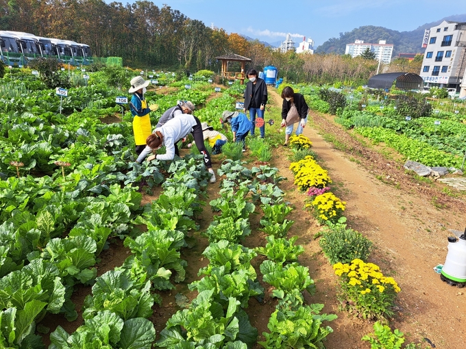 용인특례시가 운영하는 시민농장 텃밭. (사진=용인시 제공)<br>
