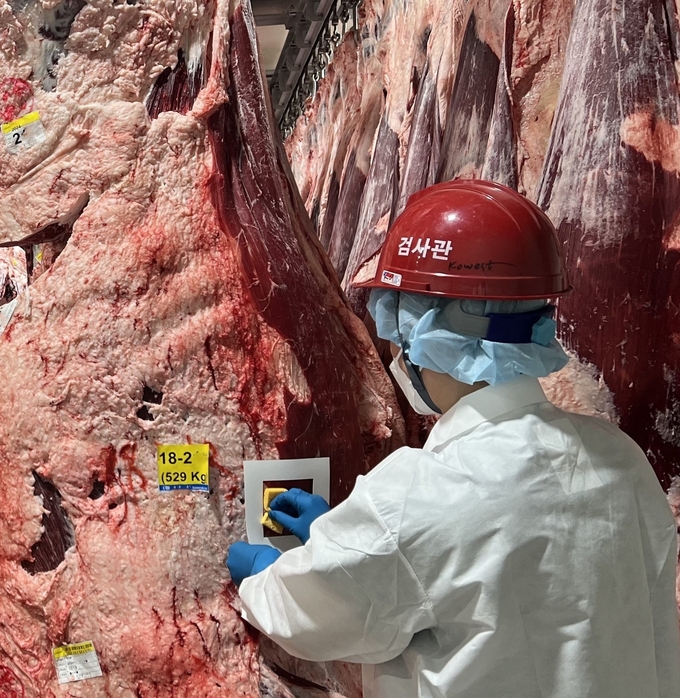 경기도동물위생시험소가 명절 성수기를 대비해 도축장 작업시간을 연장 운영하고 축산물 안전검사를 강화하는 등 안전한 축산물 위생관리 대책을 추진한다. 사진은 위생검사를 진행하는 모습. (사진=경기도 제공)