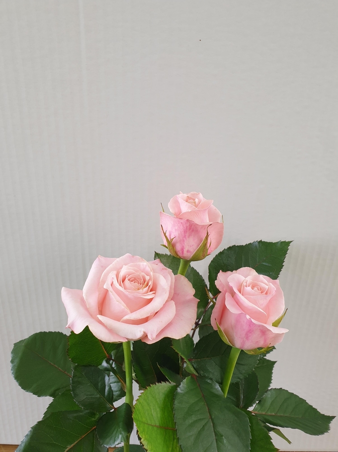 장미(캐롤라인). (사진=경기도농업기술원 제공)