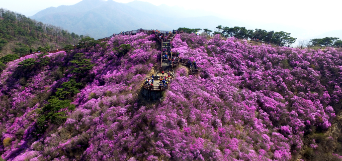 고려산 진달래. ( 사진 = 강화군 제공 )