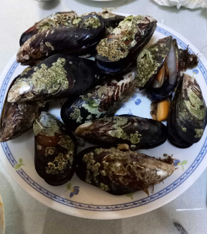 소청도, 백아도 자연산 홍합. ( 사진 = 김용구 박사 제공 )