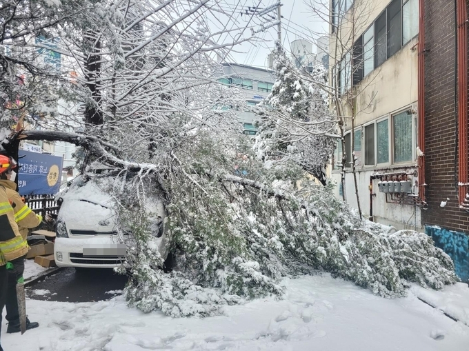  도로 위 나무가 눈의 무게를 이기지 못해 무너져 소방당국이 조치를 취하는 모습. (사진=경기도북부소방재난본부 제공)