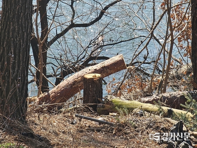 안성시 금광호수 주변 잘려진 소나무들. (사진=정성우 기자)