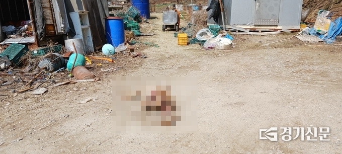널부러져 있는 동물 사체. (사진=정성우 기자)