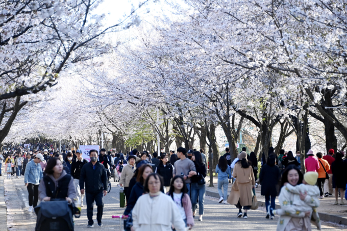 인천대공원 벚꽃. ( 사진 = 인천시 제공 )