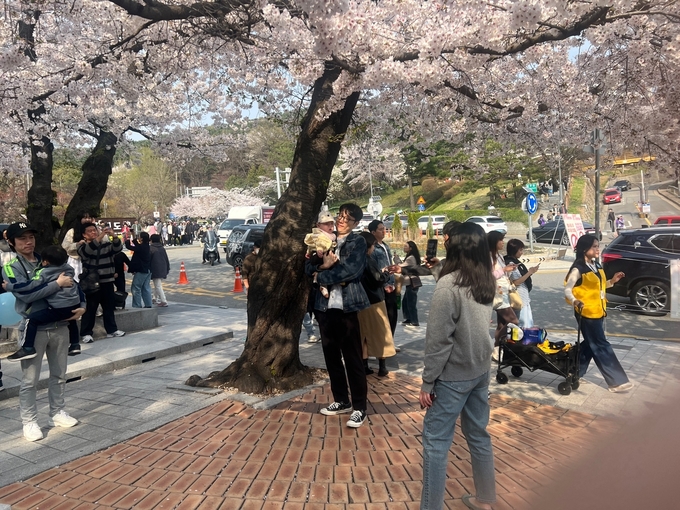 7일 오전 한 가족이 벚꽃나무를 배경으로 사진을 찍고 있는 모습. (사진=장진 기자)