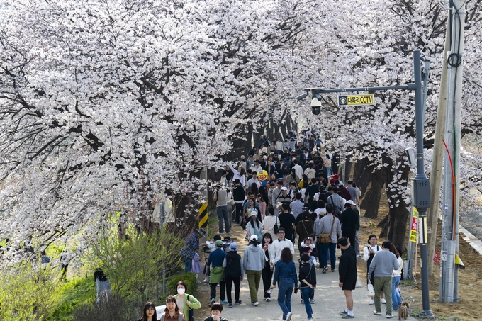 김포계양천 산책로에 핀 벚꽃을 구경하러 나온 시민들의 발길이 이어지고 있다. (사진=김포문화재단제공)