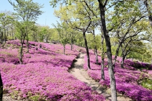 파주시가 오는 20일 ‘제3회 월롱산 철쭉제’를 개최한다. (사진=파주시 제공)