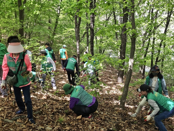 안양시새마을회 새마을지도자들이 22일 안양5동 수리산 등산로 입구에서 잣나무를 심고 있다. (사진=안양시새마을회 제공)