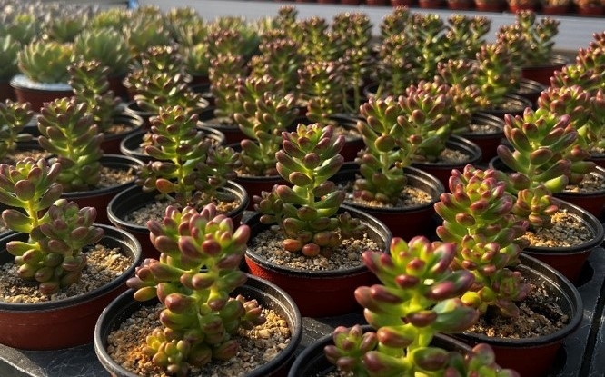 초코루이 재배전경. (사진=경기도농업기술원 제공)