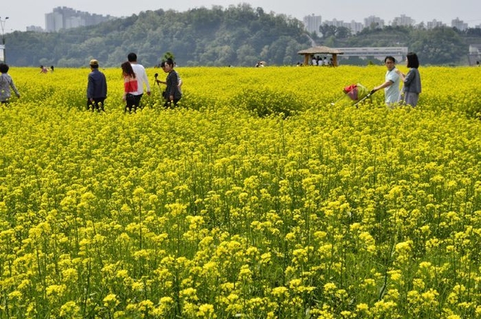 2019년 구리시 유채꽃 축제 모습. (사진=구리시 제공)