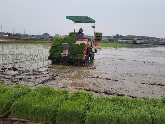 올 첫 모내기를 하고 있는 김포 하성면 마조리 들녘. (사진=김포시농업기술센터 제공)