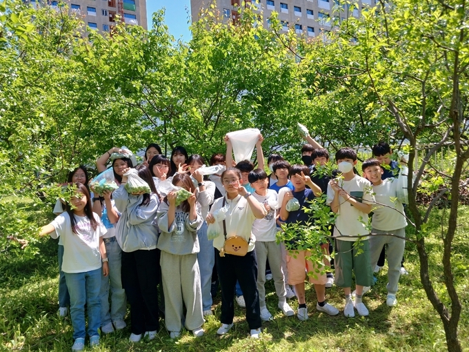 양주 천보초등학교 매실 수확 현장모습. (사진=양주교육지원센터 제공)