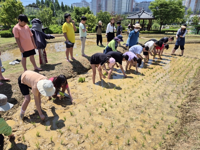 시흥시 어린이 농부들 전통 모내기 체험. (사진=시흥시 제공)