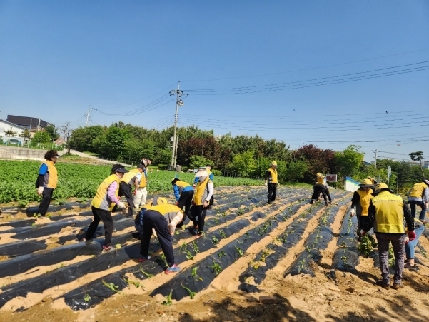 파주시 운정3동 실버경찰대가 고구마 심기 행사를 실시하고 있다. (사진=파주시 제공)