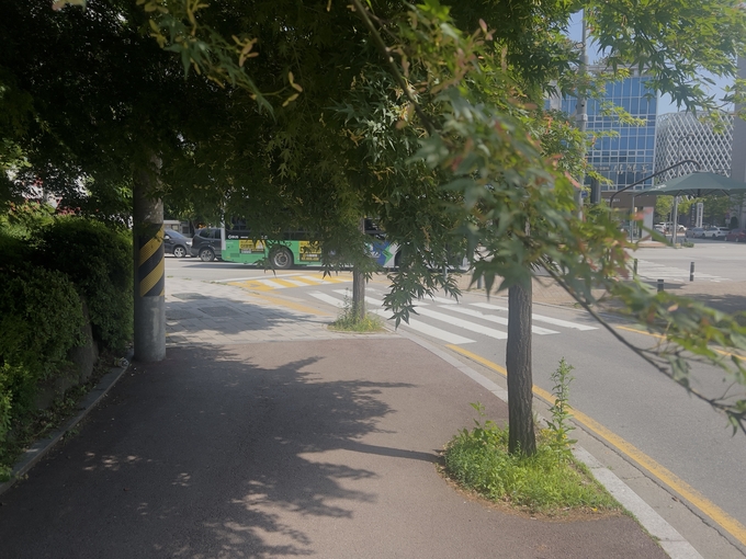 19일 오전 수원시 원천동 인근 보행로에 조성된 가로수가 눈높이까지 자라 길게 늘어져 있는 모습. (사진=장진 기자)
