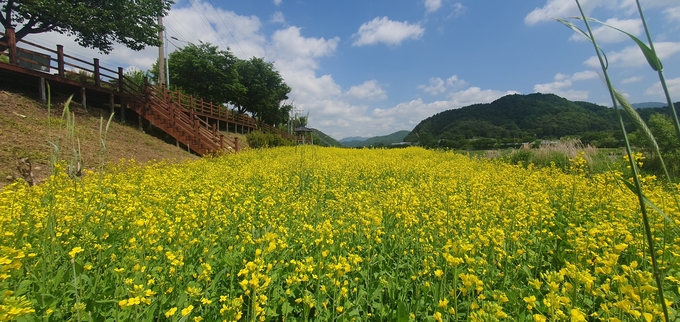 가평군 조종면행정복지센터 앞 조종천 둔치에 유채꽃이 황금물결을 이뤘다. (사진=가평군 조정면 행정복지센터 제공) 