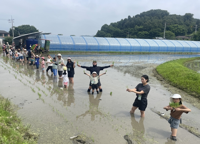 '전통 모내기 체험행사' 모습. (사진=안양군포의왕과천공동급식지원센터 제공)
