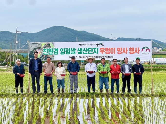 양평군이 벼 재배 논에 왕우렁이를 방사하고 있다. (사진=양평군 제공)
