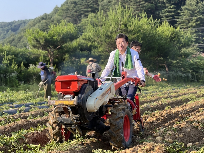 전진선 양평군수가 신복리 감자밭에서 감자캐기 행사에 동참하고 있다. (사진=양평군 제공)