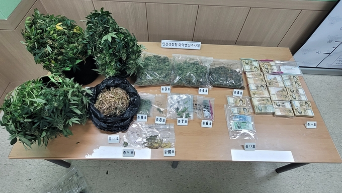압수된 아파트에서 재배한 대마초와 현금 뭉치 ( 사진 = 인천경찰청 제공 )