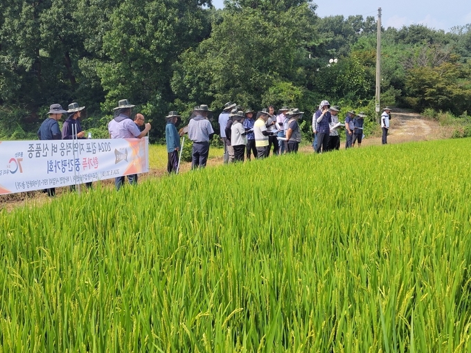 김포시 하성면 농경지에[서 재배하고 있는 신품종인 벼 한가득 품종을 농업관계자들이 평가하고 있다. (사진= 김포농업기술센터 제공)