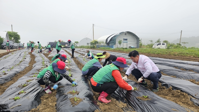 양평군 양평읍새마을회는 지난 24일 덕평리 512-5번지 일원에서 '사랑의 김장 나눔 배추,무 모종심기 행사'를 성황리에 마쳤다. (사진=양평읍 행정복지센터 제공)