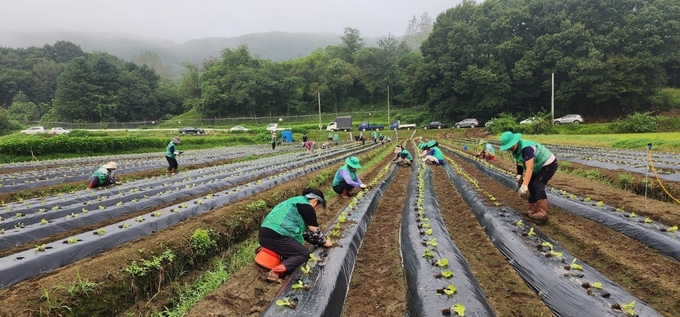 지평면 새마을회, 김장용 배추 모종심기 구슬땀. (사진=지평면 행정복지센터 제공)<br>
