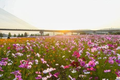 구리한강시민공원 코스모스 꽃단지. (사진=구리시 제공)