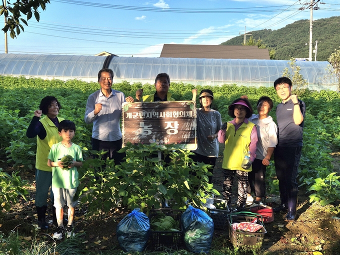 지난 27일 개군면 지역사회보장협의체가 깻잎수확을 완료하였다. (사진=양평군 개군면 행정복지센터 제공)