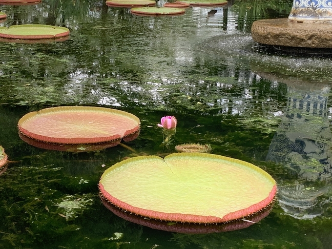 세미원 연꽃. (사진=세미원 제공)