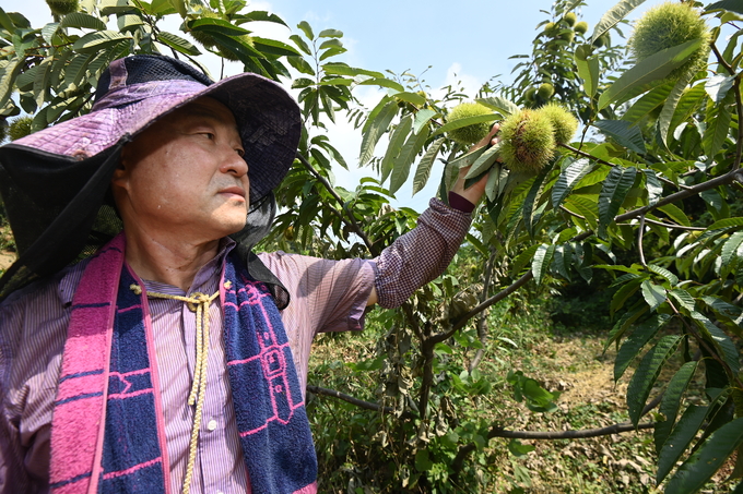 10일 시흥시 계수동 가일밤동산에서 농장주 이종헌씨가 곧 다가올 가을에 열릴 알밤줍기 행사 준비에 한창이다.