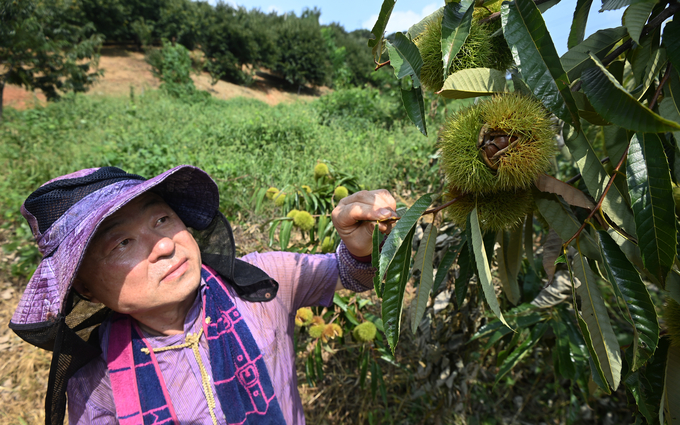 10일 시흥시 계수동 가일밤동산에서 농장주 이종헌씨가 곧 다가올 가을에 열릴 알밤줍기 행사 준비에 한창이다.