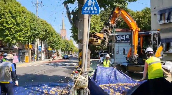 은행나무 열매 조기 채취 작업 모습 ( 사진 = 부평구 제공 )