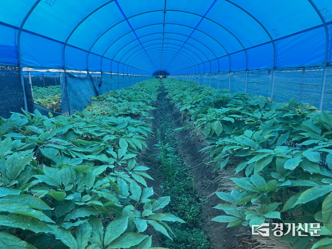 인삼 이중해가림 시설 모습. (사진=안성시 제공)