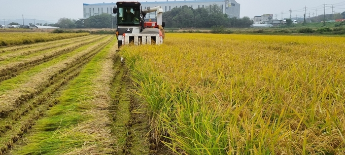 용인특례시는 정부의 공공비축미 매입 계획 확정에 따라 10일부터 ‘2024년 공공비축미’ 820t을 매입한다. (사진=용인시 제공)