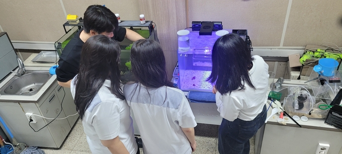 양일고등학교에서 과학 동아리 프롤로그 학생들이 갑오징어 생태 연구를 진행하고 있다. (사진=양일고등학교 제공) 
