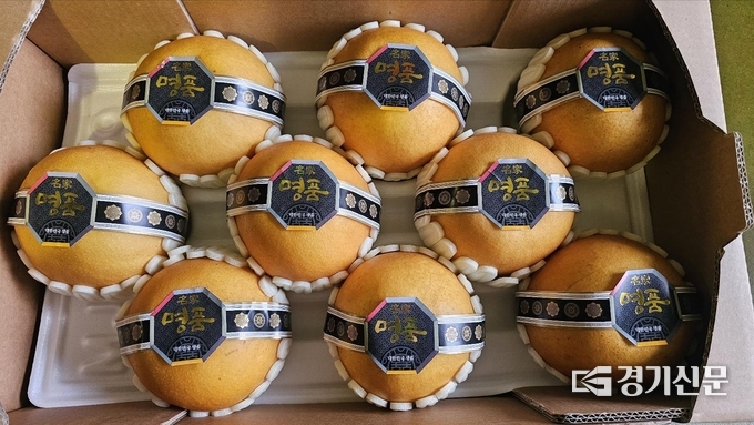 안성 프리미엄 배 품종 '신화'. (사진=안성시 제공)