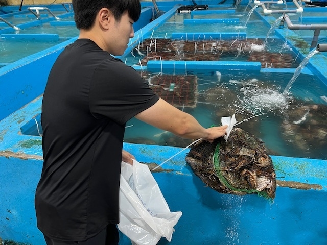 인천시 수산기술지원센터 관계자가 수산물 안전성조사를 위해 꽃게를 수거하고 있다. ( 사진 = 인천시 제공 )